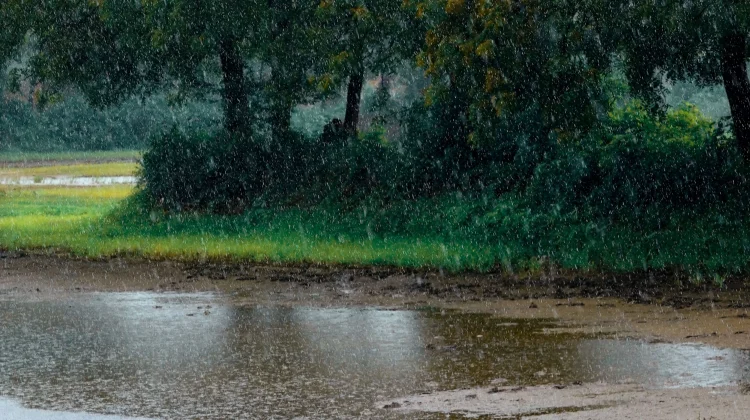 Petrichor: Nama Ilmiah Aroma Tanah yang Muncul setelah Hujan