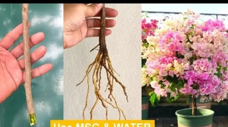 6 Tips Merawat Bougenville agar Rajin Mekar