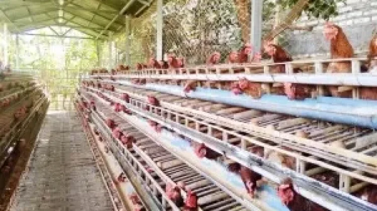 Modal Dana Desa, Peternakan Ayam di Kuningan Dongkrak Pangan Lokal