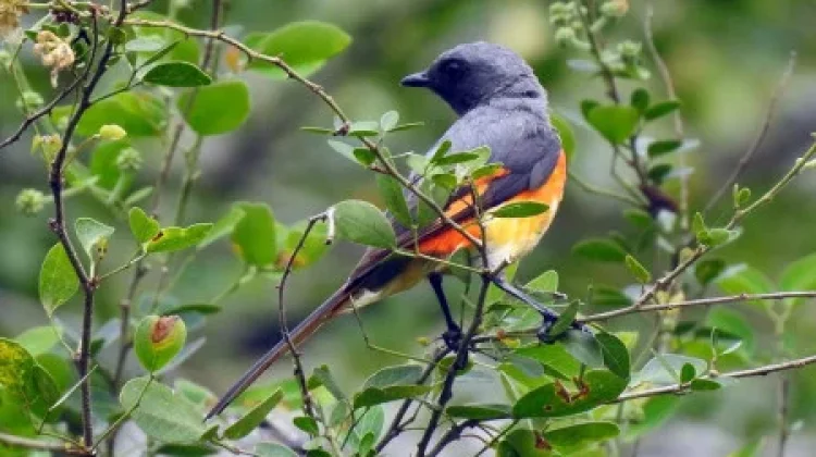 Jenis Burung Mantenan yang Wajib Diketahui