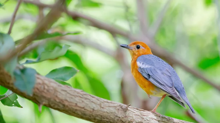 Jenis Burung Kicau Paling 'Gacor' dan Rajin Bunyi