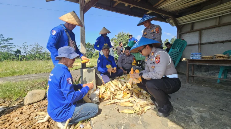 Polantas Majalengka Tak Hanya Tertibkan Jalan, Kini Ikut Panen Jagung