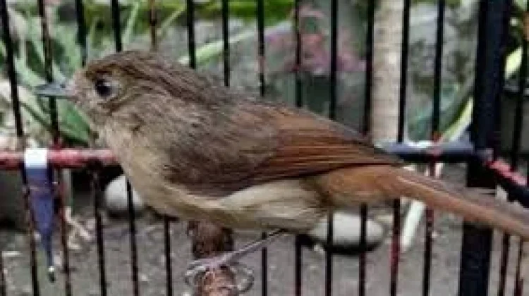 Perbedaan Paling Mencolok Burung Flamboyan Jantan dan Betina
