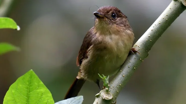 IRahasia Perawatan Burung Wergan Jawa agar Gacor