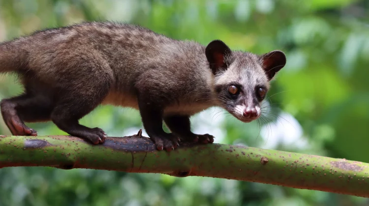 Perbedaan Luwak, Musang, dan Garangan