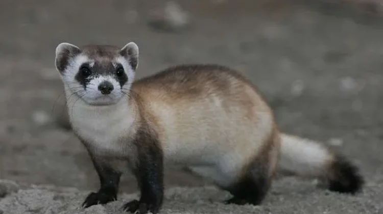 Jenis Musang yang Cocok dipelihara untuk Pemula