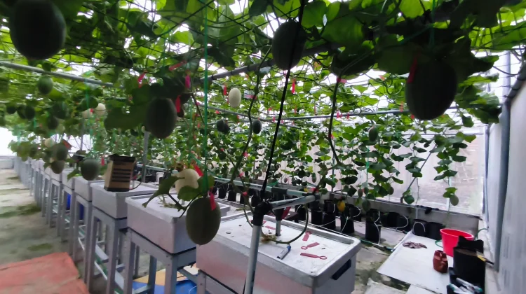 Melon Premium Kasturi, Cuan Desa dari Greenhouse Modern