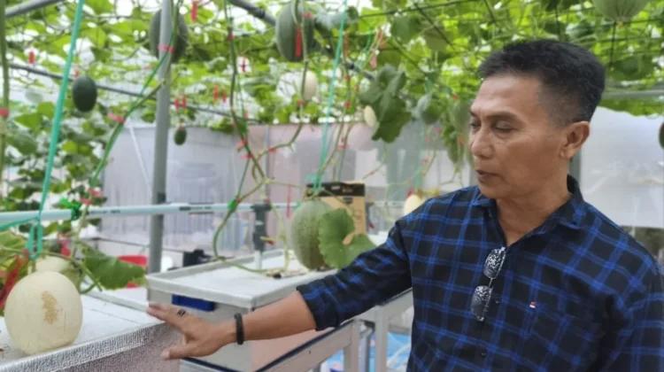 Tak Sekadar Manis, Melon Kasturi Punya Segudang Manfaat untuk Tubuh