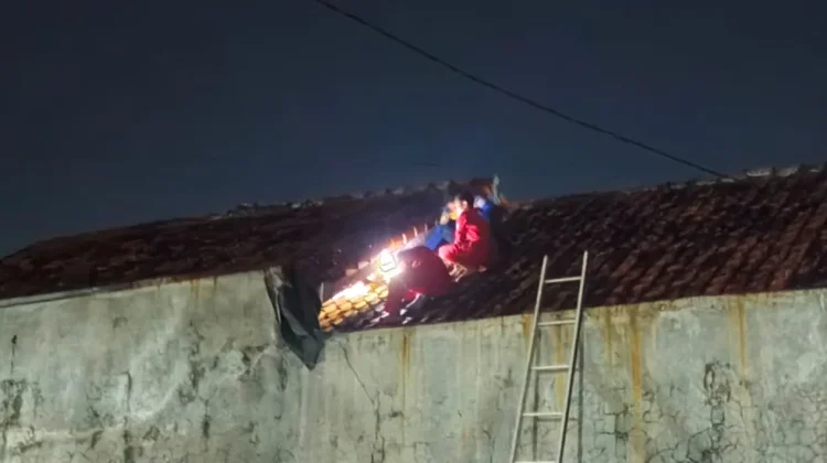 Damkar Indramayu Evakuasi Sarang Tawon Vespa di Rumah Warga