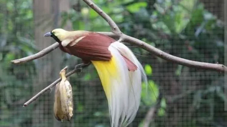 10 Jenis Burung Cendrawasih