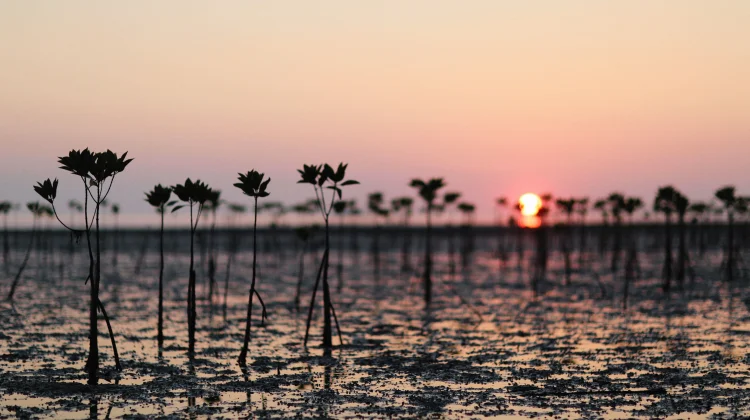 Penanaman Pohon & Mangrove Dinilai Beri Manfaat Kelestarian Alam