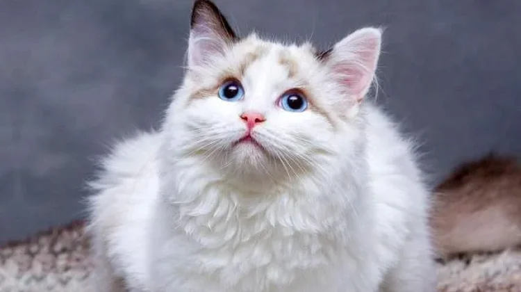 Inilah Makanan Kucing Anggora Terbaik dari Bahan Alami