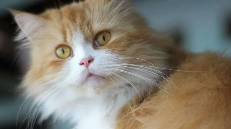 Inilah Rahasia Kucing Anggora Sehat & Panjang Umur