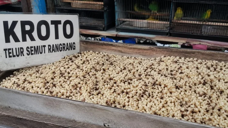 Mengenal Kroto, Extra Fooding Utama bagi Burung Berkicau