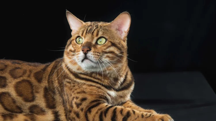 Menilik Ras Kucing Paling Langka di Dunia