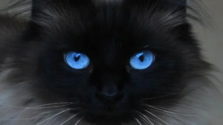 Rahasia di Balik Pesona Jenis Kucing Bermata Biru