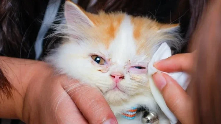 Inilah Penyebab Mata Kucing Belekan yang Perlu Diwaspadai