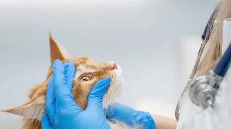 Cara Mengobati Kucing Sakit Mata Sesuai Jenis Penyakitnya