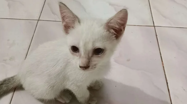 Inilah Ragam Penyebab Mata Kucing Berair