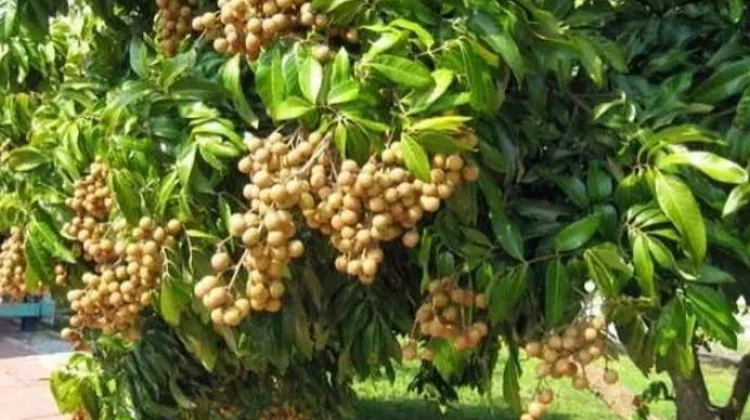 Ini Tips Menanam Pohon Lengkeng agar Berbuah Lebat