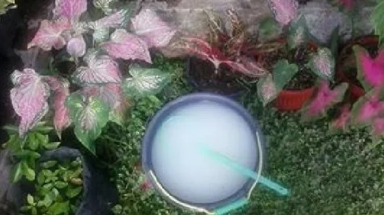 Ini Tips Menanam Pohon Lengkeng agar Berbuah Lebat