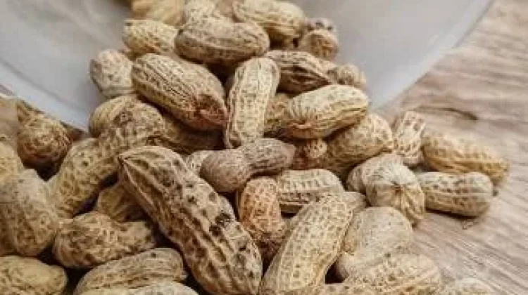 Kacang Tanah Sangrai Camilan Sehat Kaya Lemak Baik