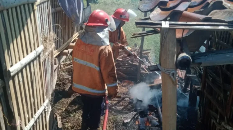 Si Jago Merah Amuk Kandang Kambing di Losari Cirebon