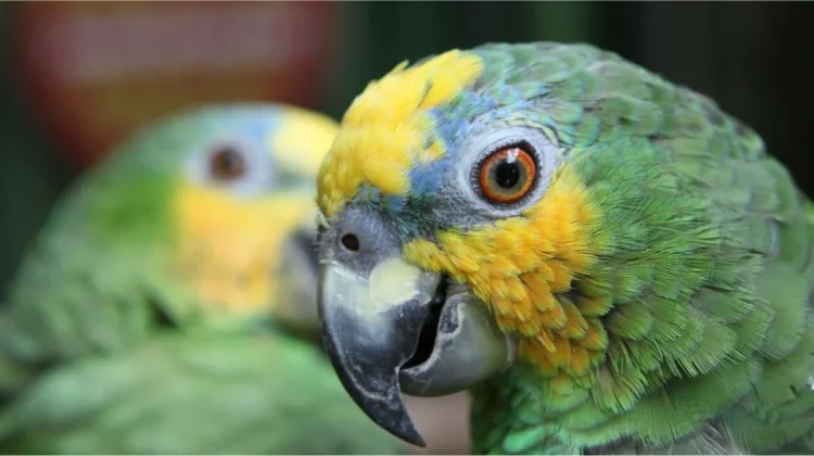 Burung yang Tidak Boleh Dekat dengan Lovebird