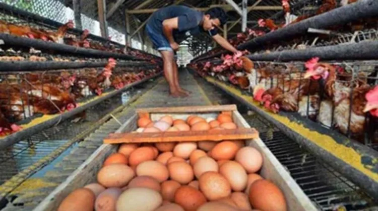 Harga Pakan Naik dan Telur Anjlok Bebani Peternak Indramayu