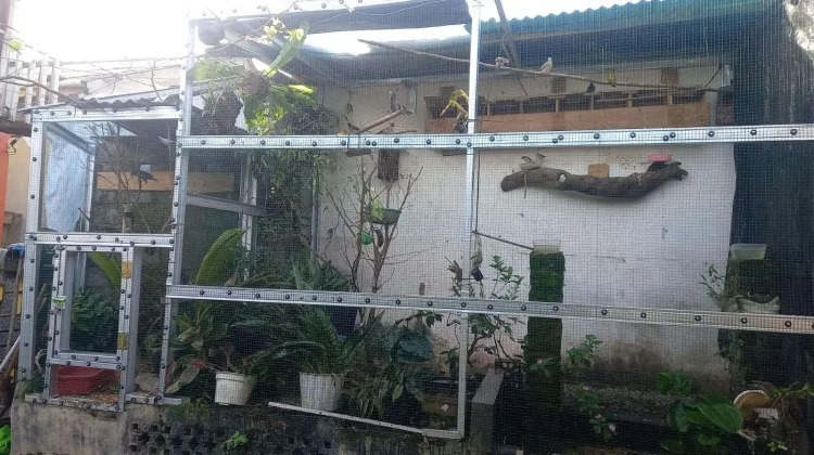 Jenis Burung yang Aman Dipelihara dalam Satu Kandang