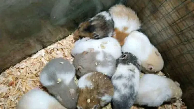 Penyebab Bulu Rontok pada Hamster