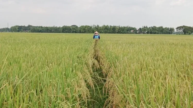 Dampak Buruk Penggunaan Setrum Listrik di Sawah Pertanian