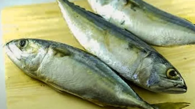 Ikan Kembung Kaya Nutrisi Mengalahkan Kemegahan Salmon