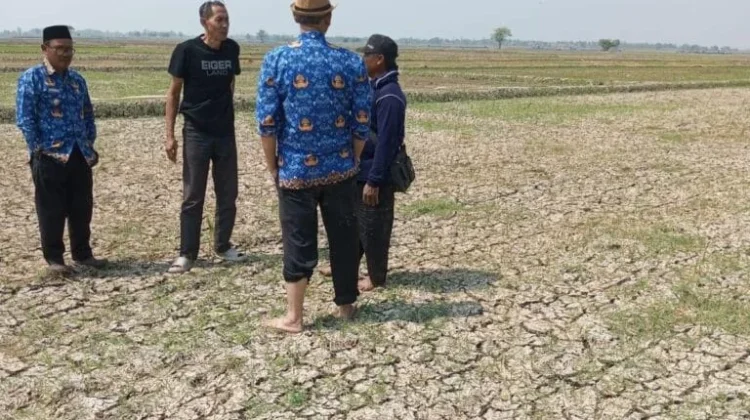 10.673 Hektare Padi di Indramayu Terancam Gagal Panen