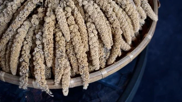 Kolaborasi Pakar dan Petani Ubah Lahan Minim Air Jadi Kebun Sorgum
