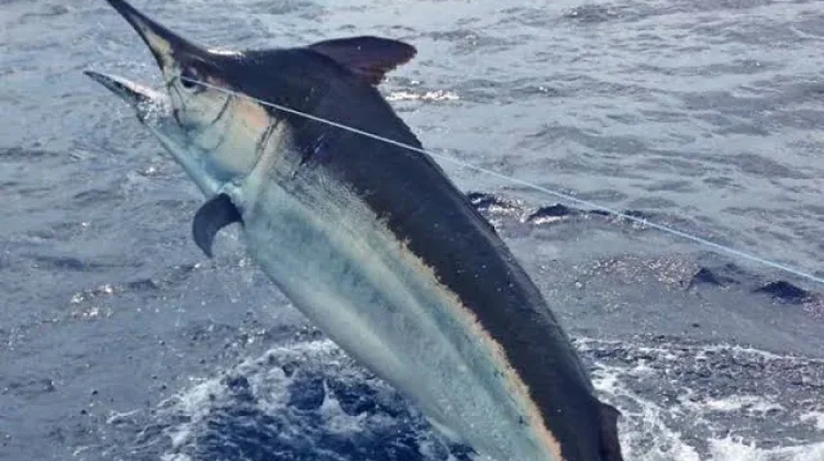 Deretan Ikan Tercepat Penghuni Samudra
