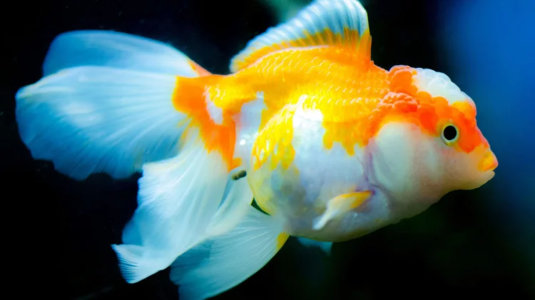 Tips Memilih Ikan Koki yang Bagus dan Sehat