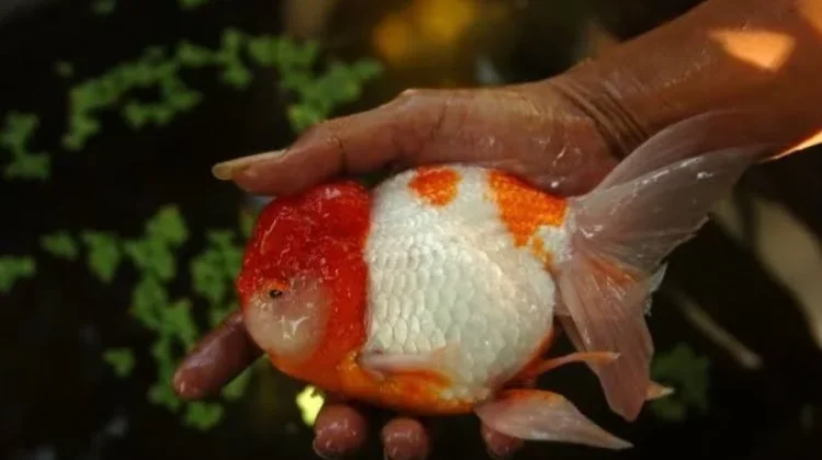 Inilah Penyebab Mata Ikan Mas Koki Hilang
