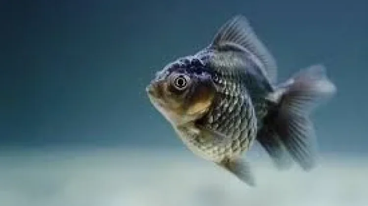 Cara agar Ikan Mas Koki Tidak Cepat Mati