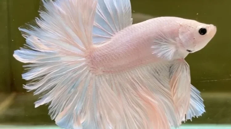 Tips Merawat Ikan Cupang agar Ekornya Bagus