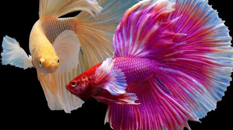Inilah 10 Jenis Ikan Cupang Termahal di Dunia