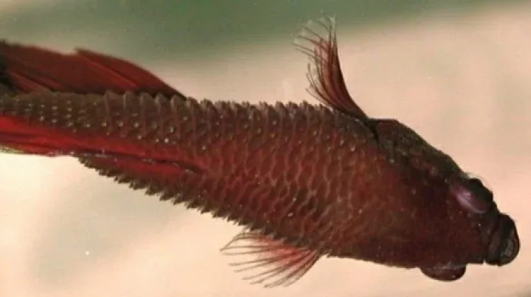 Cara Mengobati Sisik Nanas (Dropsy) pada Ikan Cupang