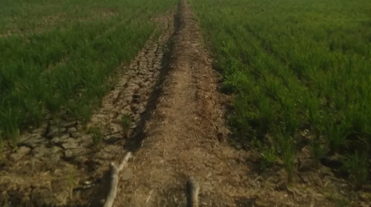 Sedimentasi Saluran Irigasi Hambat Pasokan Air ke Sawah Indramayu