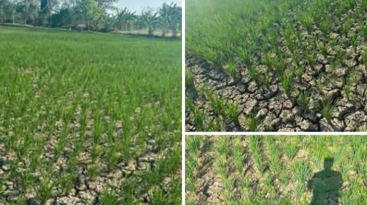 KTNA Imbau Petani Tanam Hortikultura untuk Hadapi Ancaman Kekeringan