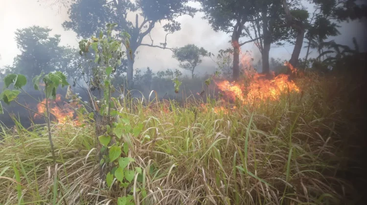 Diduga Puntung Rokok, Satu Hektare Lahan PT Mayora Terbakar