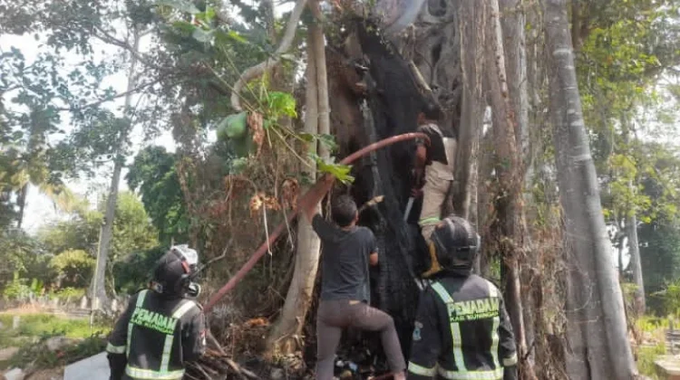 Pohon Beringin Raksasa di TPU Sindangsari Kuningan Terbakar