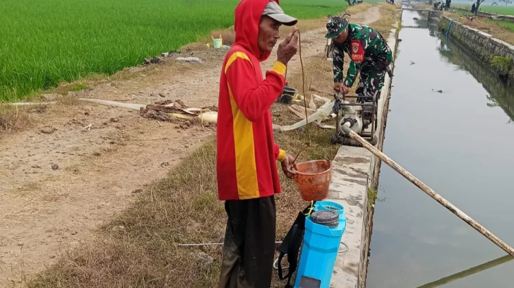 Kekeringan Ancam Sawah Majalengka, Babinsa Kawal Distribusi Air Irigasi