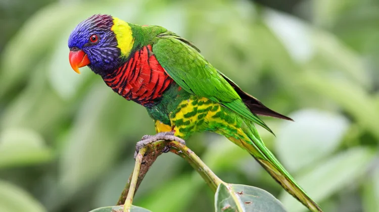 Inilah 8 Jenis Burung Paruh Bengkok Impor Terpopuler