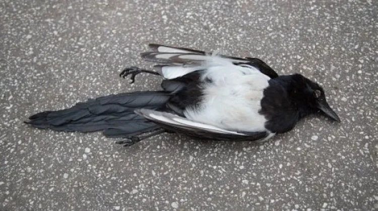 Penyebab Burung Peliharaan Mati Mendadak