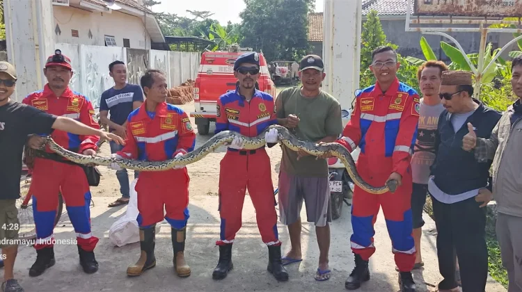 Damkar Indramayu Evakuasi Ular Sanca Sepanjang 5 Meter di Singajaya